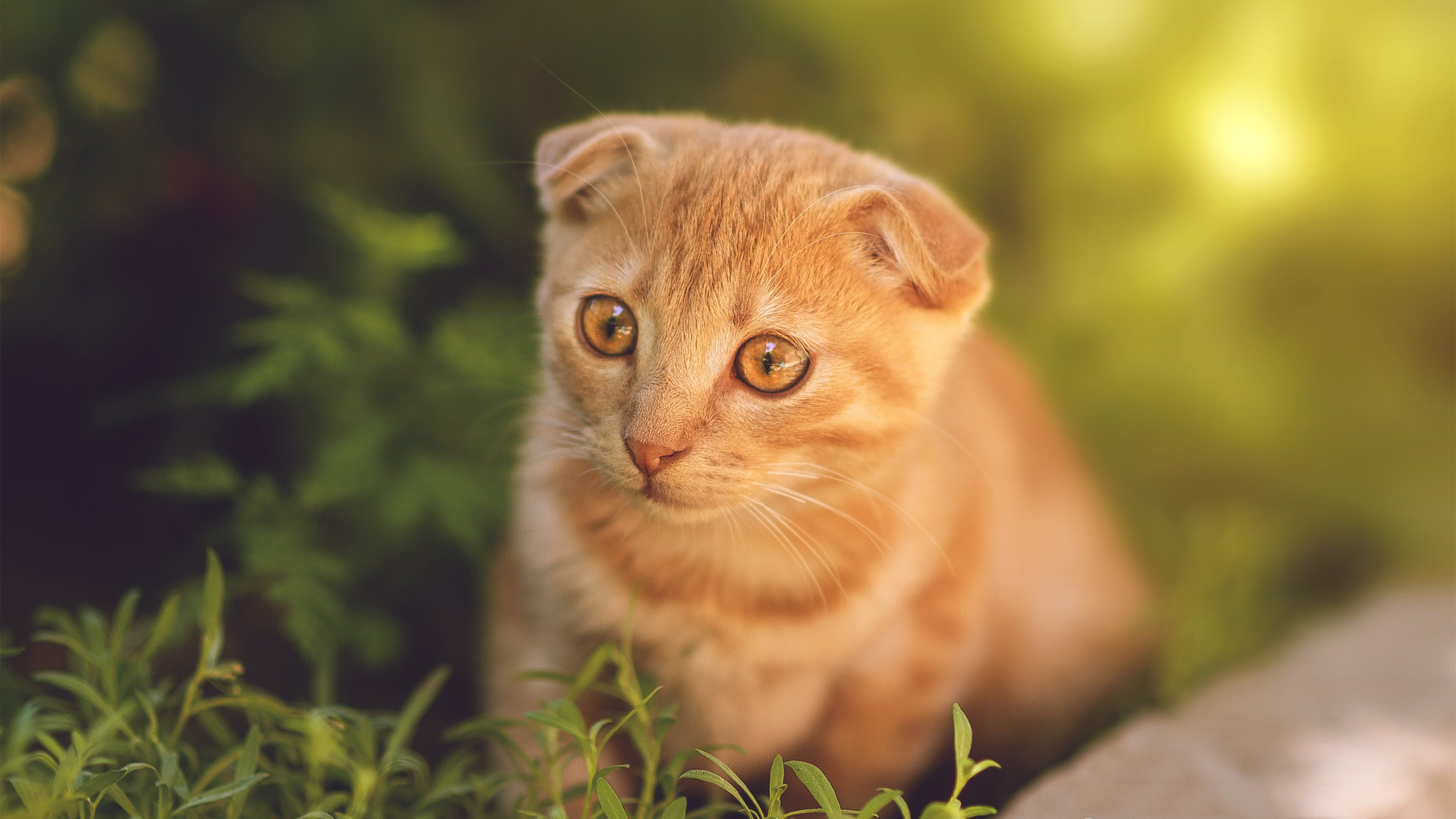 防守的艺术，范戴克的铁壁与沙漠的风—当领袖爆发遇上历史性的强压