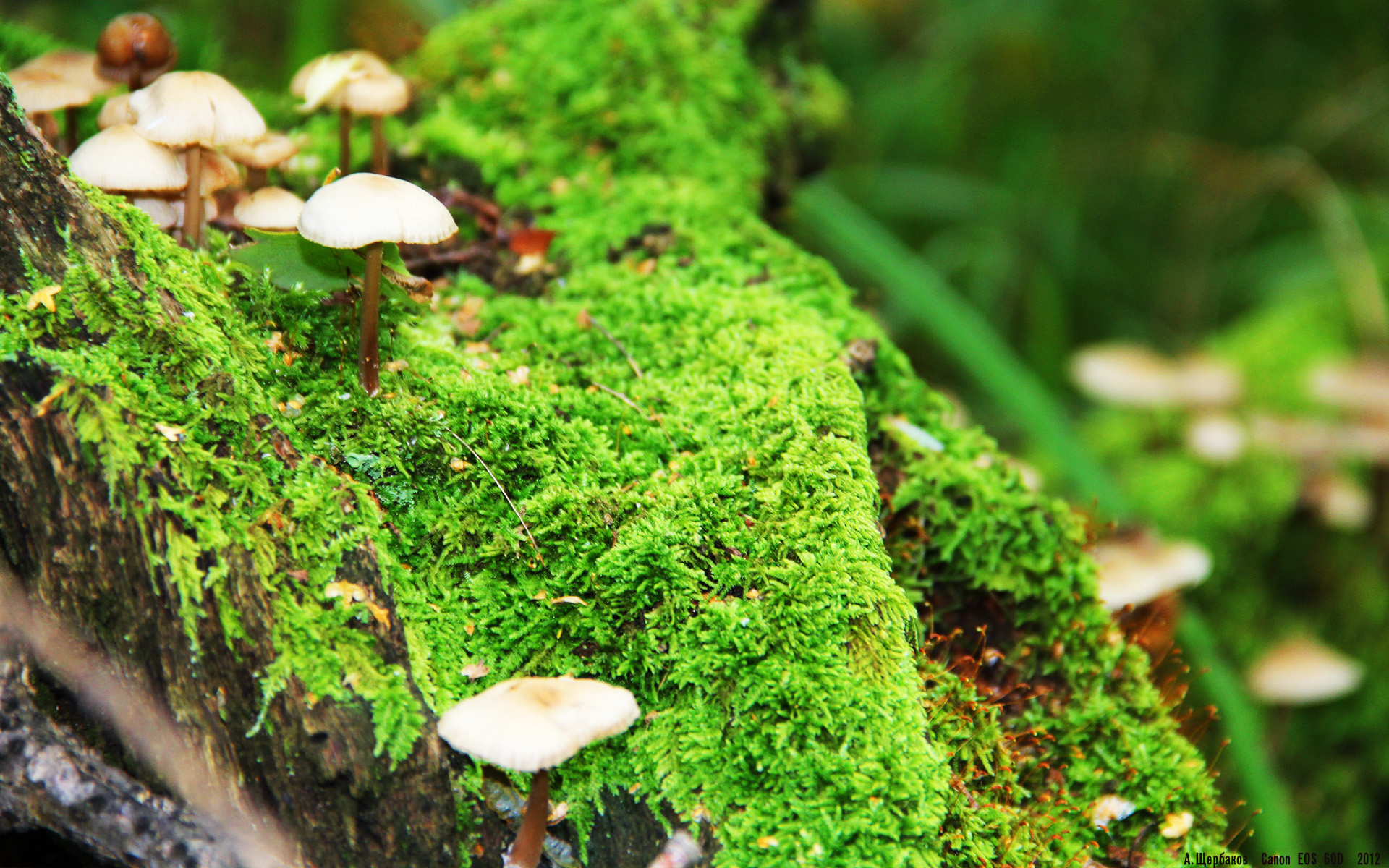 看到这个组合，我脑海中瞬间浮现出几个极具张力的标题方向，最终我选择下面这个，因为它最能承载你关键词中的戏剧感和唯一性