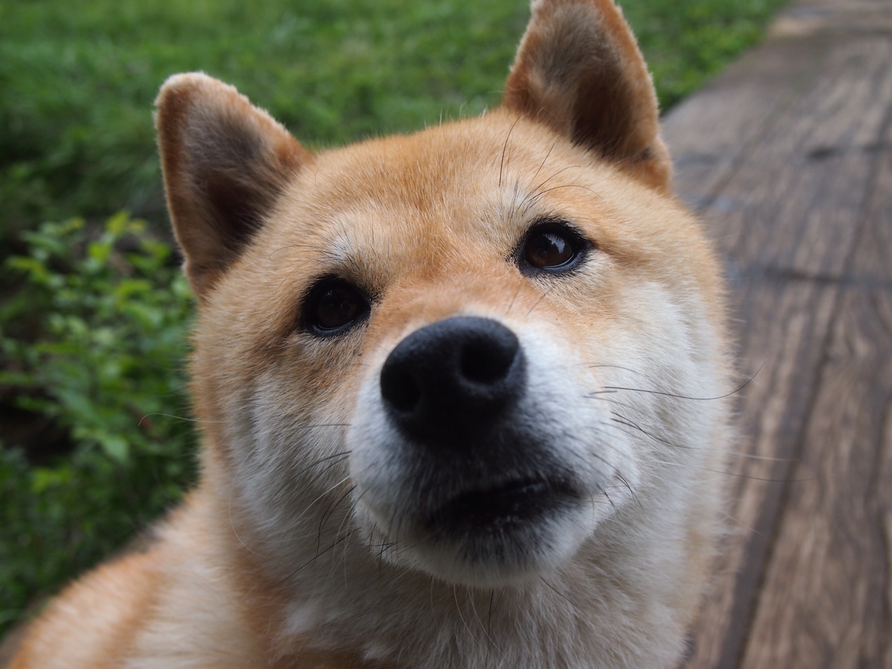 开云体育2026-烈日下的神话，当佛罗伦萨的古老血脉在卡塔尔炽沙上沸腾—奥纳纳，一球定乾坤