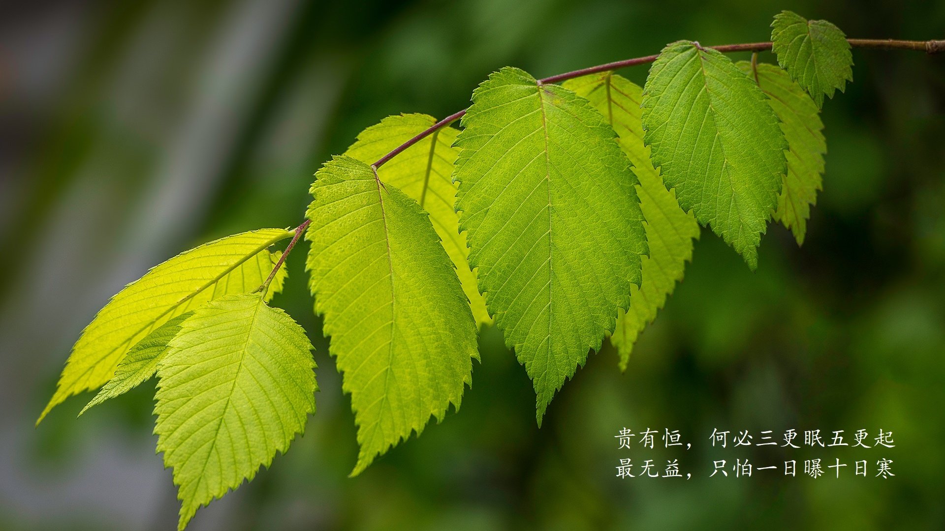 镁光灯下的独舞,克瓦拉茨赫利亚于世界排名争夺战之夜加冕