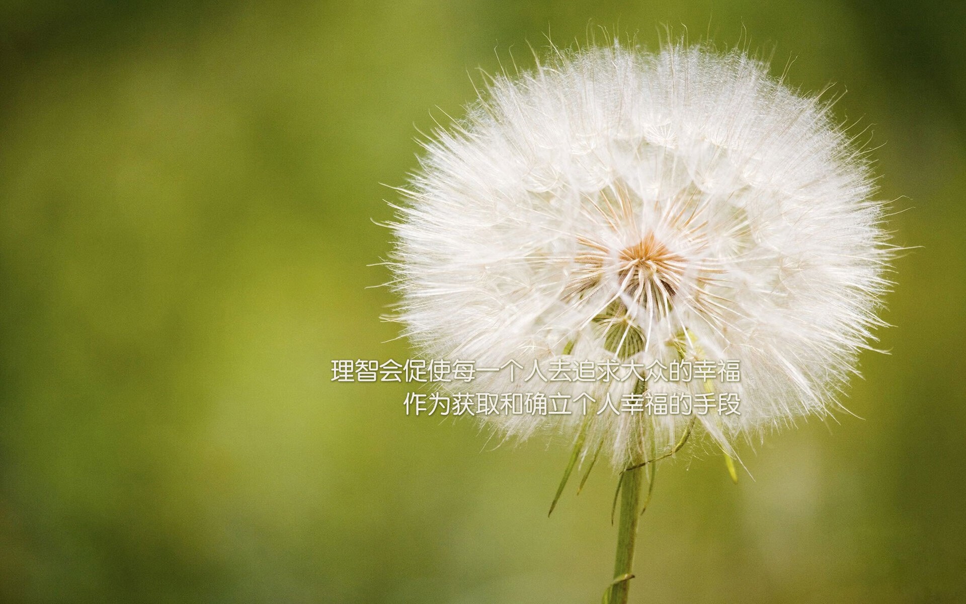 绝境之狮—2026世界杯E组关键战,金童加维导演三球逆转,摩洛哥击碎波兰铁骑
