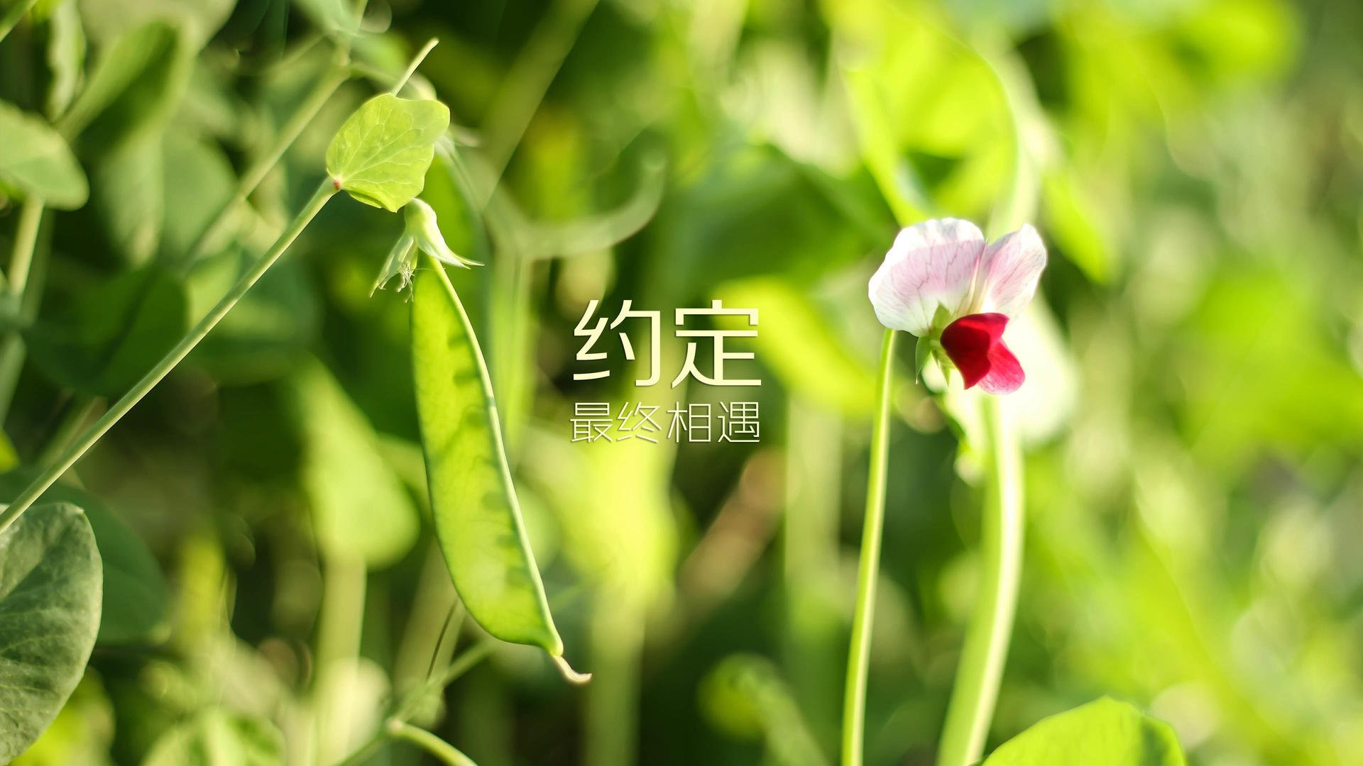 独此一剑,画破长夜,莫德里奇的唯一神迹如何定义2026世界杯C组的宿命之夜